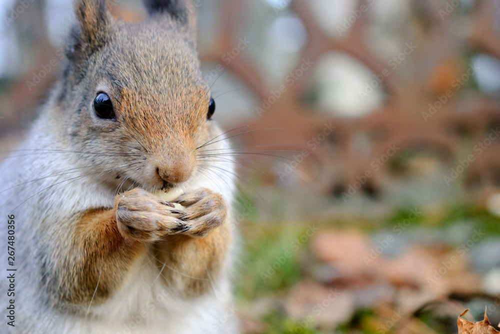 Fototapeta premium Red squirrel, Sciurus vulgaris, eating peanuts.