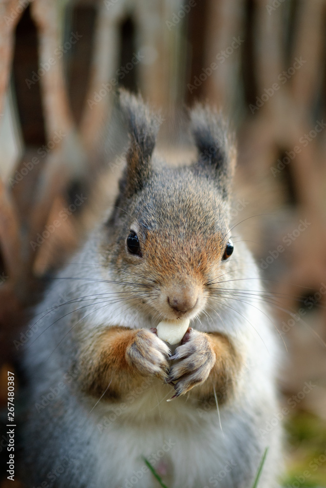 Obraz premium Red squirrel, Sciurus vulgaris, eating peanuts.