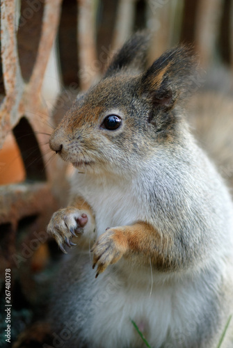 Red squirrel, Sciurus vulgaris, eating peanuts.