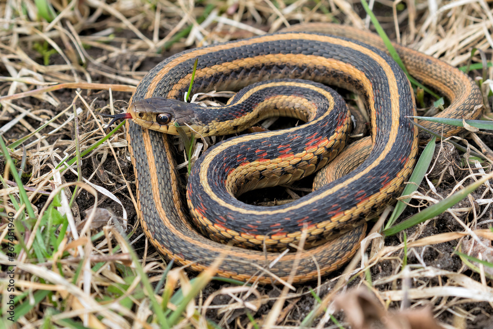 Common garter snake (Thamnophis sirtalis) in the grass, Iowa, USA Common garter snake (Thamnophis sirtalis) in the grass, Iowa, USA