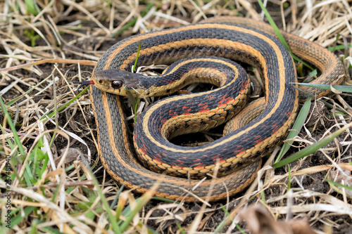Common garter snake (Thamnophis sirtalis) in the grass, Iowa, USA