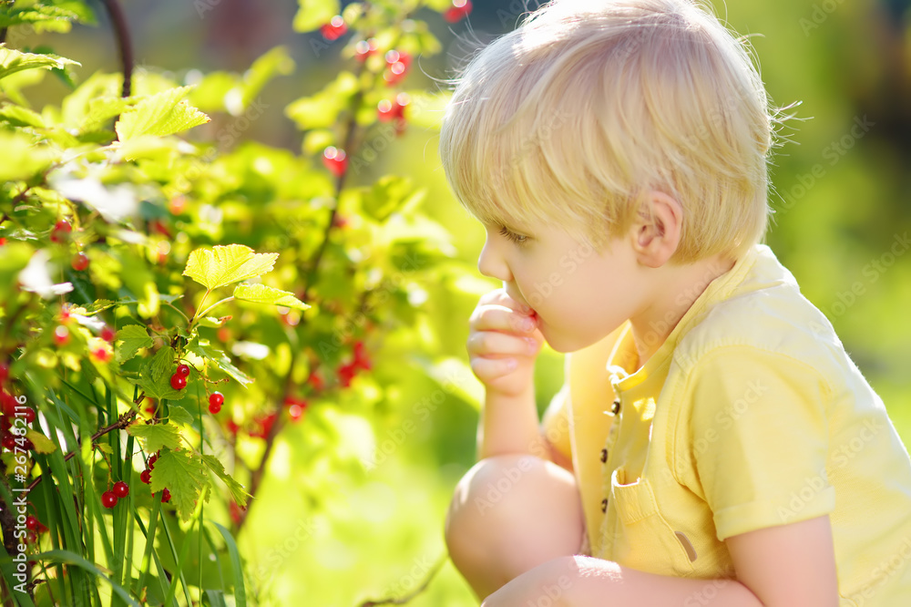 Little boy picking red currants in a domestic garden on sunny day. Outdoors activities and fun for children in summer. Little boy picking red currants in a domestic garden on sunny day. Outdoors activities and fun for children in summer.