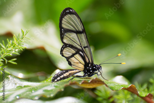 Butterfly 2018-91 / Black glasswing butterfly (Methona confusa)
