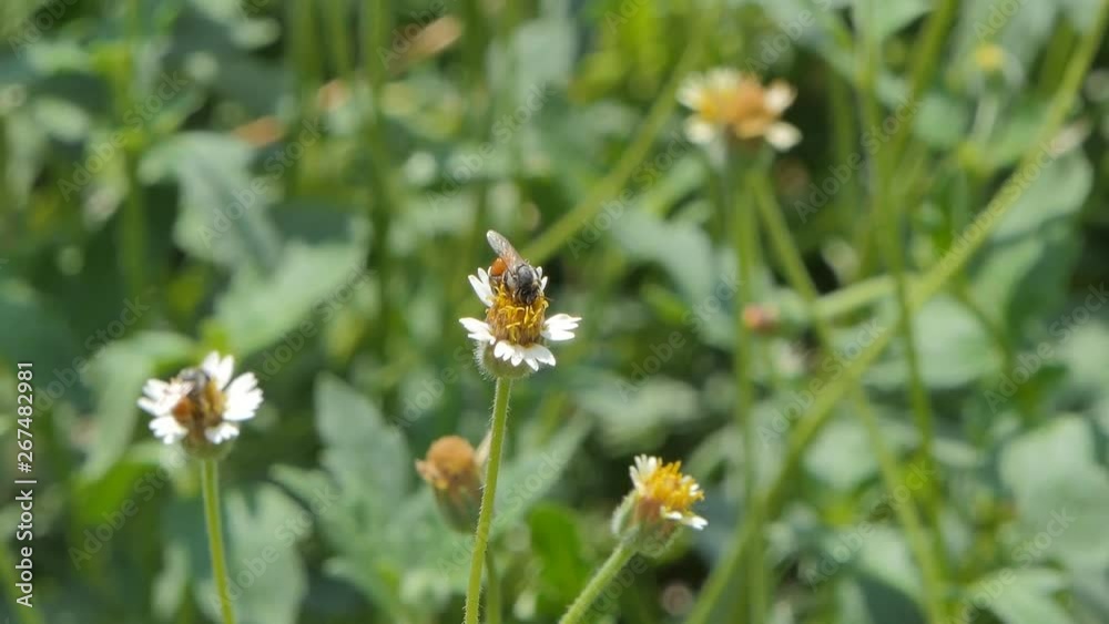 Bee keeping nectar of white flower.