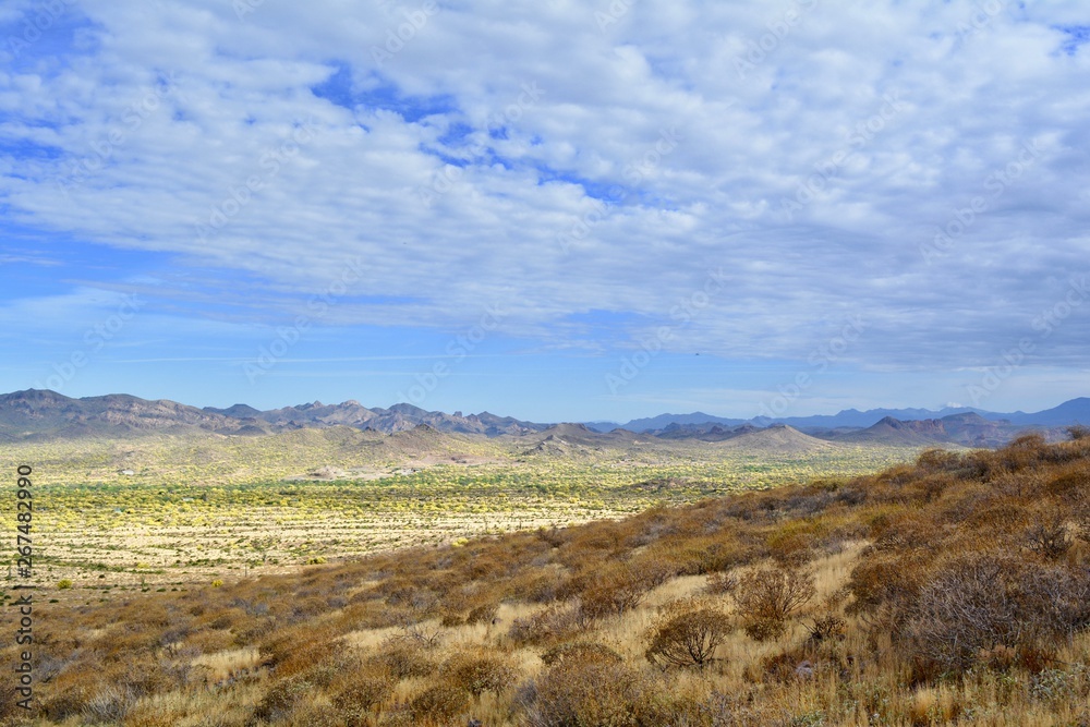 Fototapeta premium Arizona Desert Landscape 