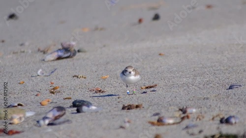 Low angle shot of a snowy plover hunting for food on the beach.  Plover is weighted down with four different color leg tags.  2x slow motion clip highlights some funny walking movements.