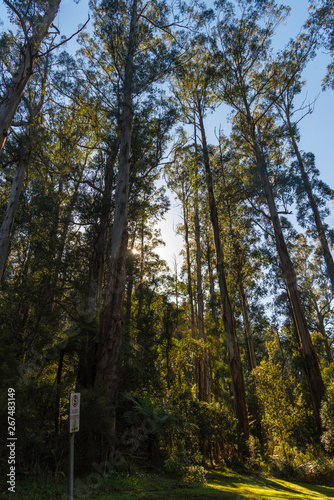 Nature in Dandenong mountain Melbourne