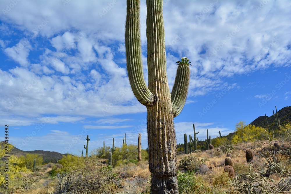 Blooming Saguaro Cactus Usery Mountain Regional Park Mesa Arizona Landscape Desert