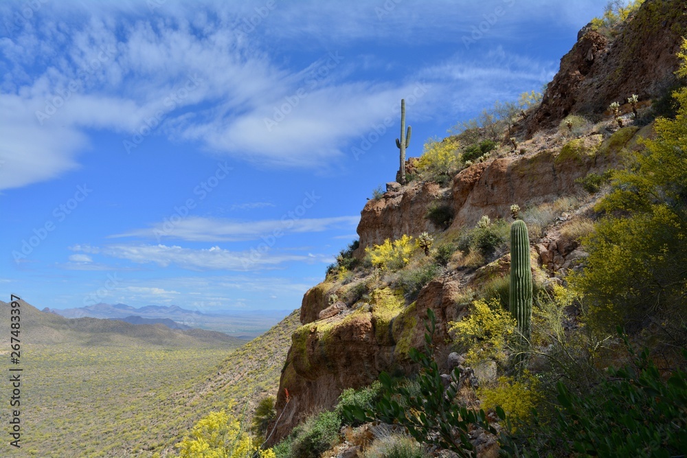 Saguaro Cactus on Cliff Usery Mountain Regional Park Mesa Arizona Landscape Desert
