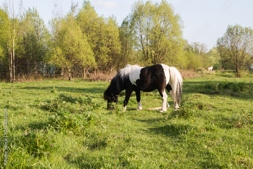 Black and white horse breed pony. Horse grazing in the meadow. The horse is grass.
