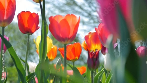 Tracking shot along colorful tulips in the garden photo