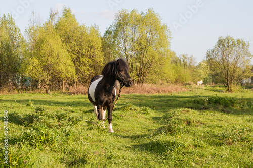 Black and white horse breed pony. Horse grazing in the meadow. The horse is grass.
