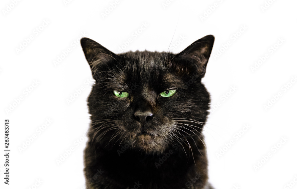 Portrait of common black cat with green eyes on white background. Horror atmospheres and halloween concept. Look panther and witch eyes. Bad luck and superstition.