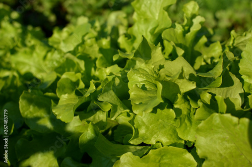 Green lettuce, vegetable, organic in farm land