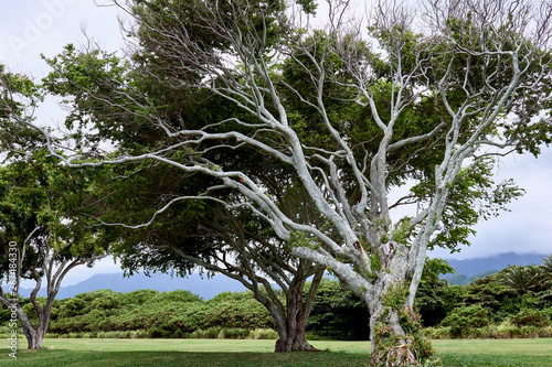 A large tree with impressive white branches at Kualoa Regional Beach Park in Hawaii, USA.