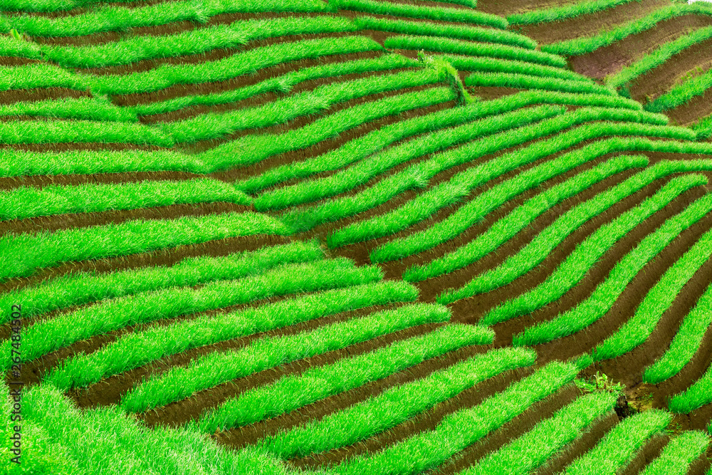 Amazing green terraced rice fields scenery