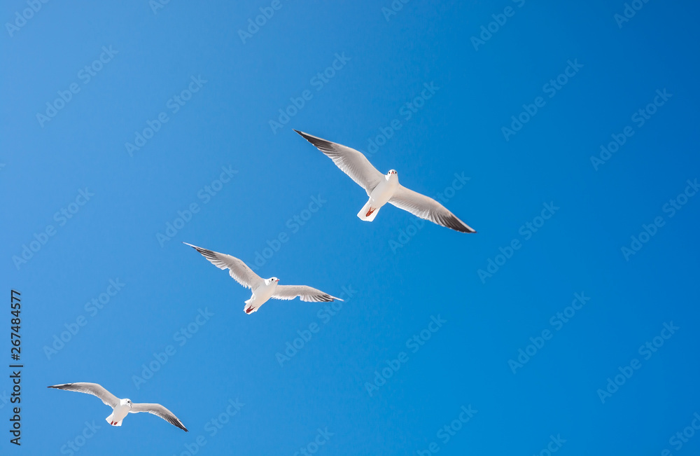 Fototapeta premium seagulls birds fly in the summer in the sky.