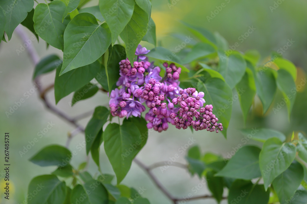 Early blooming lilac flowers in city park Early blooming lilac flowers in city park