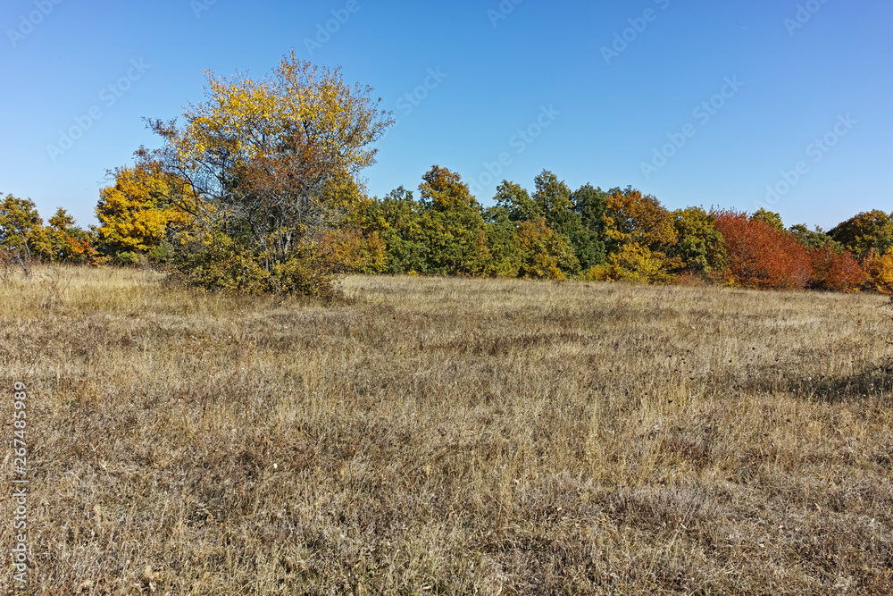 Amazing Autumn landscape of Cherna Gora (Monte Negro) mountain, Pernik Region, Bulgaria Amazing Autumn landscape of Cherna Gora (Monte Negro) mountain, Pernik Region, Bulgaria