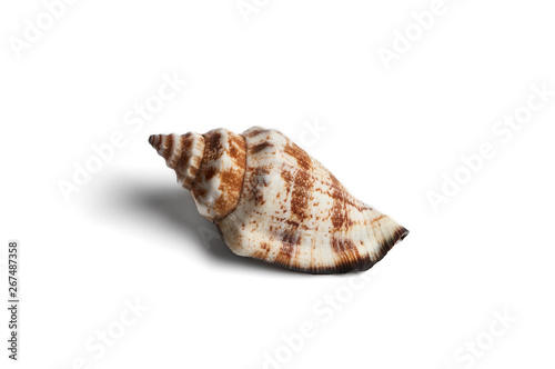 Seashell on white background