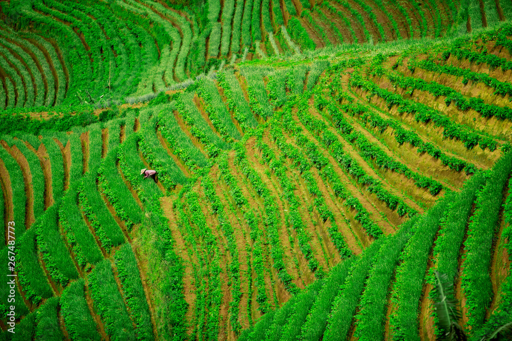 Farmer planting onion in the terraced fields