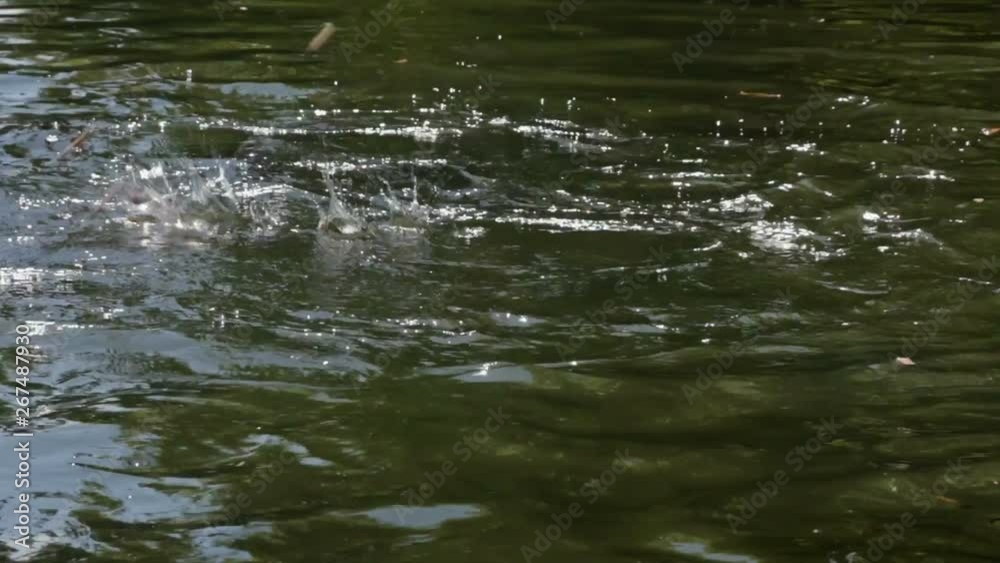 Carp Fish Swimming At Freshwater Lake In Nature While Being Fed Carp Fish Swimming At Freshwater Lake In Nature While Being Fed