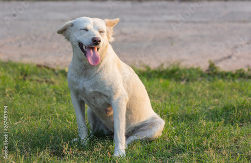 smiling dog playing on grass