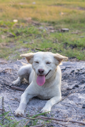 smiling dog playing on grass