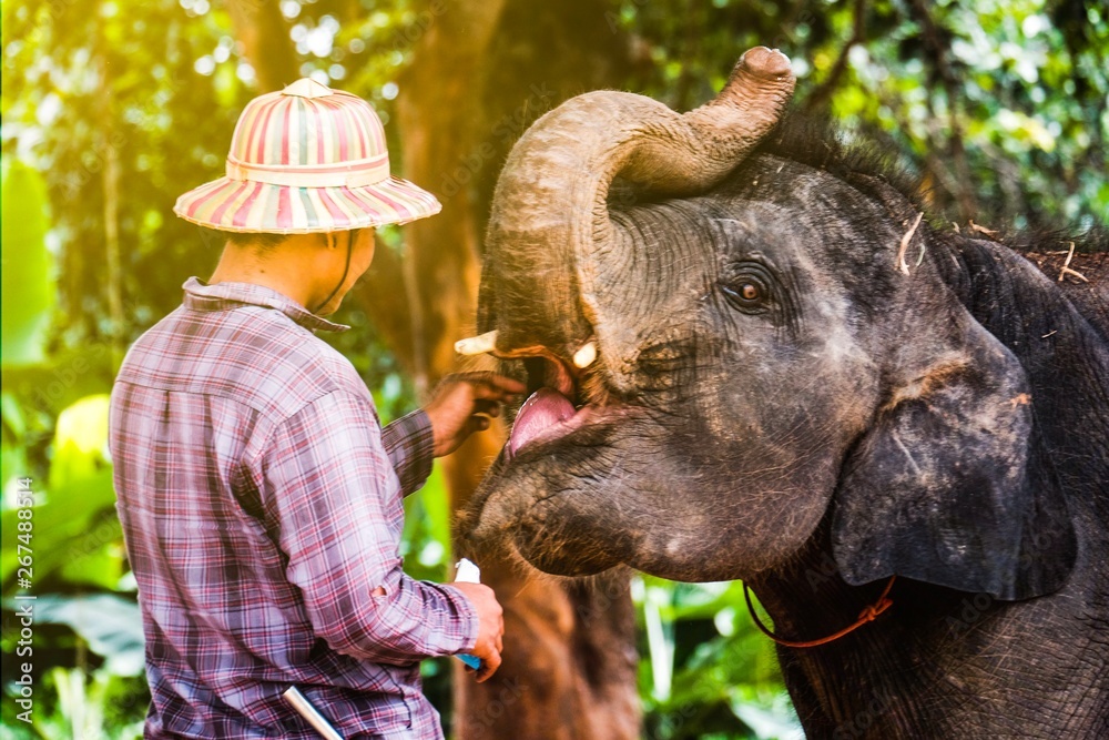 Fototapeta premium Elephant Village In Thailand