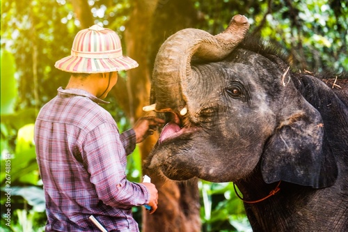Elephant Village In Thailand