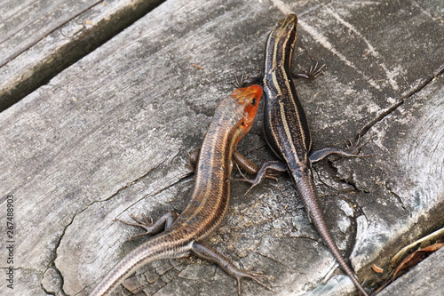 A pair of Southeastern Five-Lined Skinks (Plestiodon inexpectatus) photo