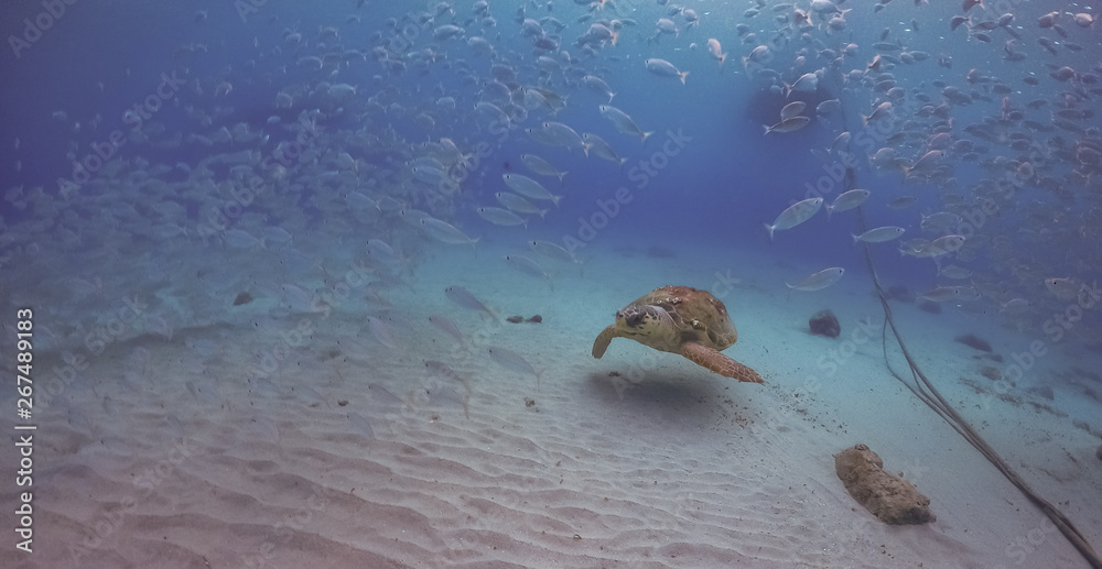 Obraz premium Turtle Views around the Caribbean Island of Curacao