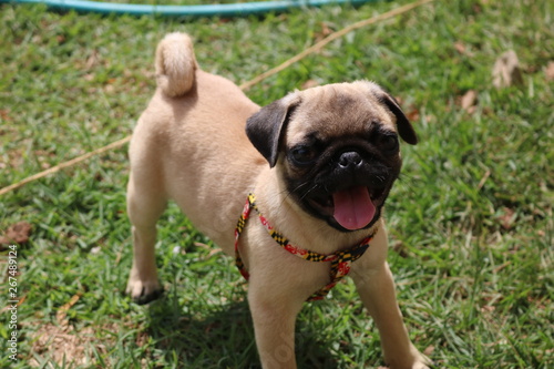 Pug Dog