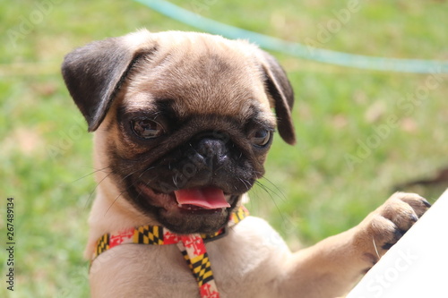 Pug Dog