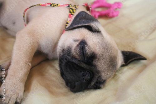 Pug Dog