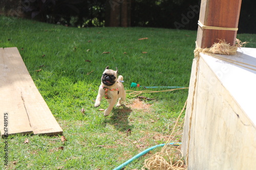 Pug Dog