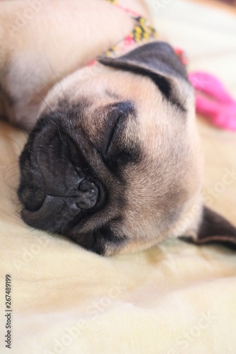 Pug Dog
