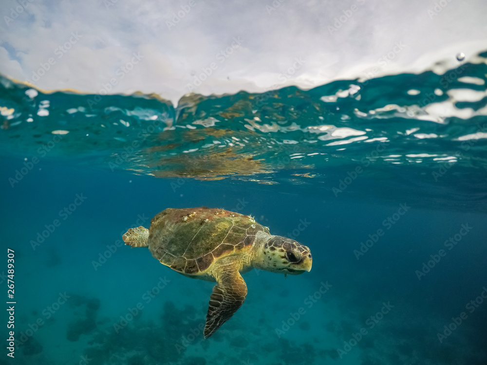 Obraz premium Turtle Views around the Caribbean Island of Curacao