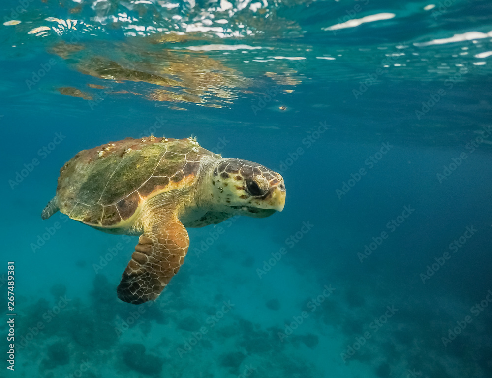 Obraz premium Turtle Views around the Caribbean Island of Curacao