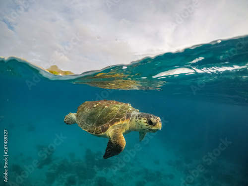 Turtle Views around the Caribbean Island of Curacao © Gail Johnson