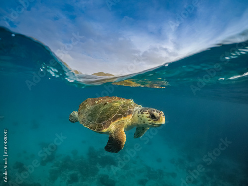 Foto Turtle Views around the Caribbean Island of Curacao