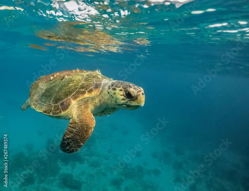 Turtle Views around the Caribbean Island of Curacao © Gail Johnson