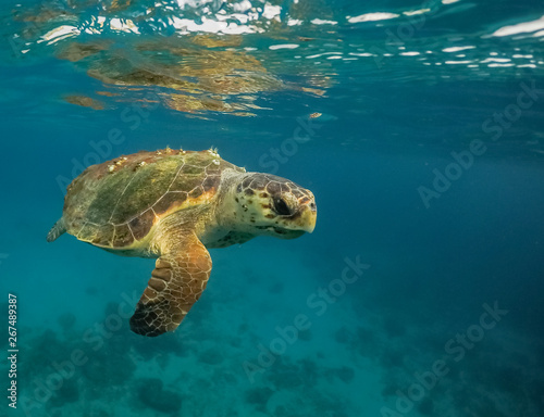 Turtle Views around the Caribbean Island of Curacao