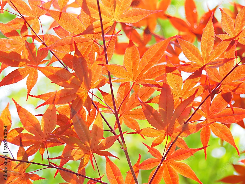 モミジの紅葉 モミジの紅葉