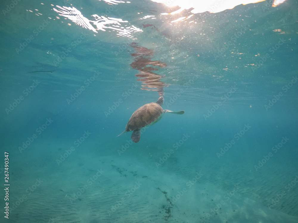 Turtle Views around the Caribbean Island of Curacao