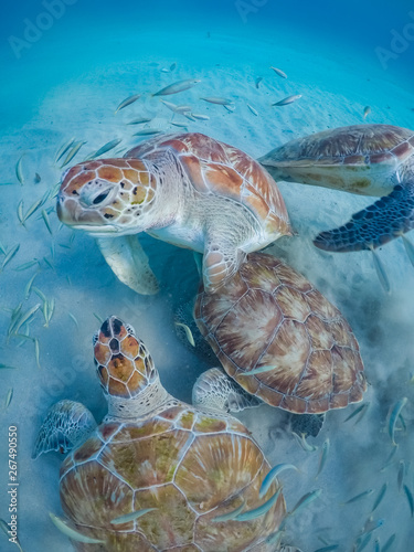 Turtle Views around the Caribbean Island of Curacao