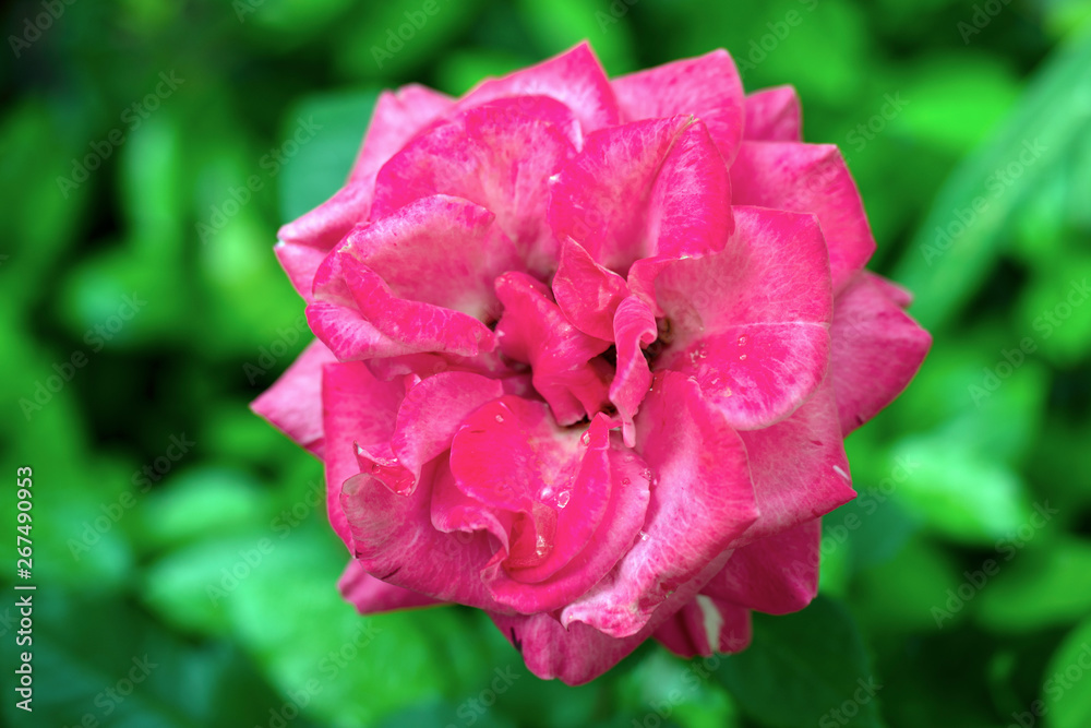 Single wet pink rose macro after rain with soft green background