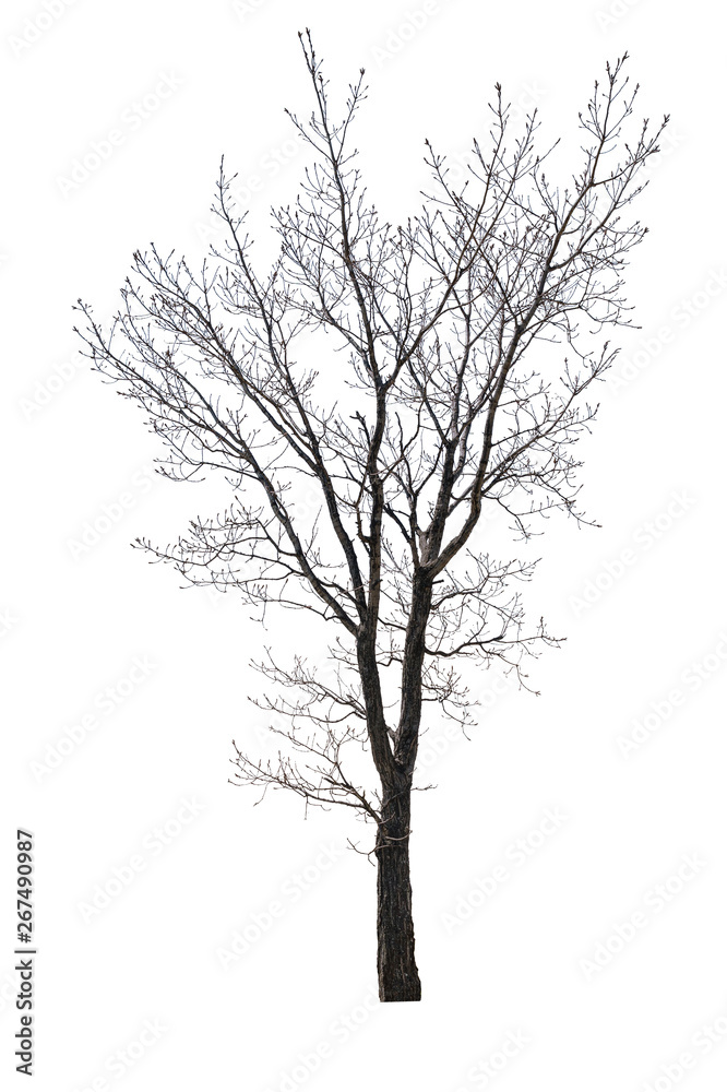 Tree with no leaves with bare branches isolated on white background. Elm in spring or autumn. Tree with no leaves with bare branches isolated on white background. Elm in spring or autumn.