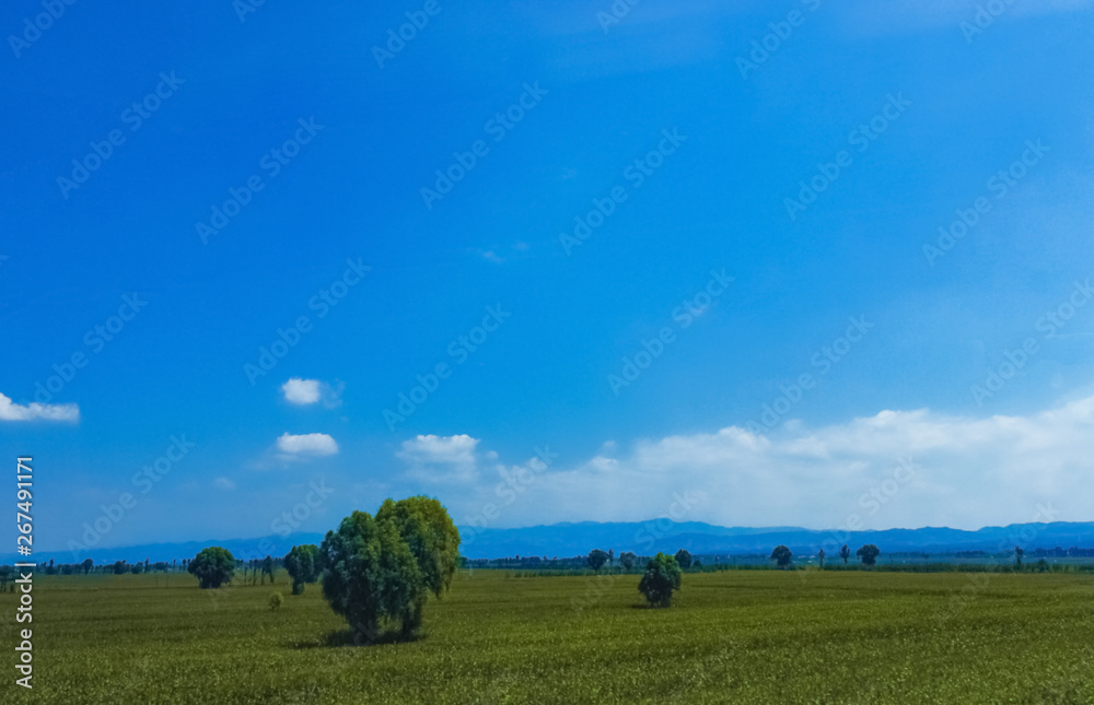 The trees on the grassland, the sky and the white clouds.Natural scenery, pleasant perspective