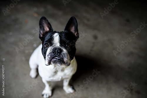 French Bulldog © Arielle